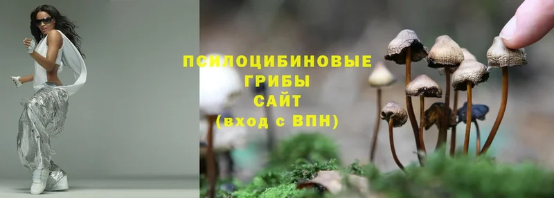 купить наркотики сайты  Луховицы  Галлюциногенные грибы Psilocybe 